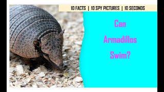 I Spy Armadillo Challenge - Animal facts with Spot and find Puzzles / family fun game