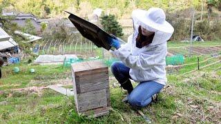 Setting up Bait Hives for Swarms