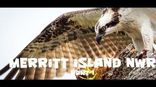 Wildlife and bird photography at Merritt Island National Wildlife Refuge, Florida, Ep 1