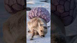 A Touching Tale: How an Arctic Wolf Saved a Reindeer #animalrescue #polarrescue #reindeer