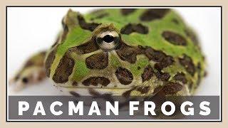 Do Pacman Frogs Make Good Pets? - My First Impressions