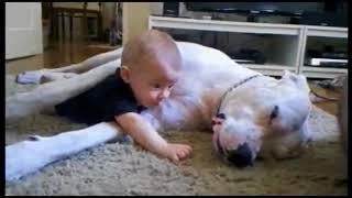 Собаки и дети, лучшие друзья. Dogs and Baby, the best video. (Перезалив)