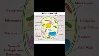 Structure and functions of cell |function of cell