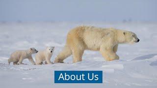 Polar Bears International — About Us (Short Version)