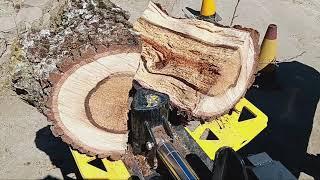 Splitting Oak firewood