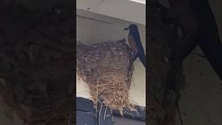 Nature|Backyard Birds|Freedom Bird