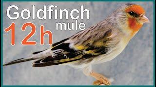 12h mule GOLDFINCH song