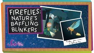 Fireflies: Nature's Baffling Blinkers | Animal Science for Kids