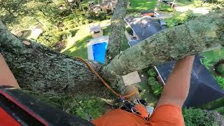 (RAW) Attacked by ANTS in a 100' dying oak