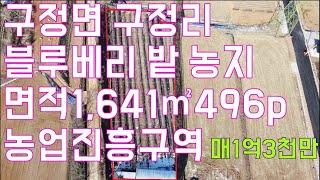 강릉부동산 토지매매 구정면 구정리 농지 블루베리 밭 매매1,641㎡ 496평 매1억 3천만 원