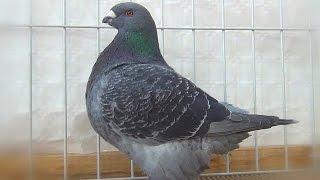 American Giant Homer Pigeon