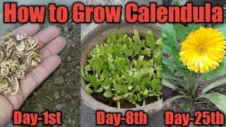 How to Grow Calendula From Seed | Grow English Marigold From Seed