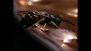 Eastern yellowjacket (Vespula maculifrons) taking water