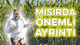 MISIRDA ÖNEMLİ AYRINTI #mısır #tarım #eşrefşekerli #kabayem #silaj #mısırsilajı