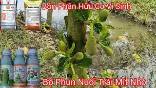 Giai Đoạn Thúc Nuôi Búp Bông và Nuôi Trái Mít Nhỏ Nhanh Lớn - Phun Ngừa Xơ Đen Cho Vườn Mít Thái