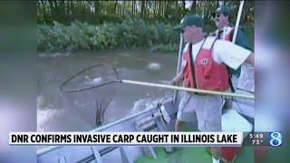 DNR confirms invasive carp caught in Illinois lake