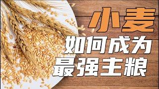 【鬼谷闲谈】小麦如何成为最强主粮？