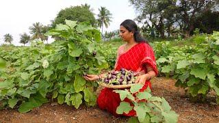 Oil Brinjal Curry - Traditionally Made || Ft. @The Tiny Foods || Ram & Valar || The Traditional Life