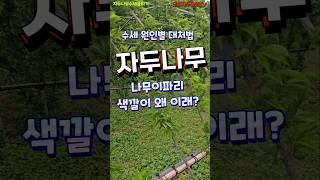 자두나무 - 잎으로 보는 수세, 충해 대처법 # #자두 #자두나무 #응애 #마그네슘 #엽면시비