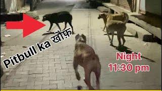 Ptbull Ko Dekh Kar Street Dog Ka Reaction