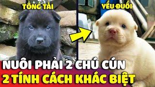 Trải nghiệm của con Sen khi nuôi 2 chú cún có hai 'TÍNH CÁCH KHÁC BIỆT' sẽ như thế nào?  | Gâu Đần