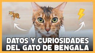 GATO BENGALÍ  TODAS sus CUALIDADES y CURIOSIDADES