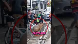 Is This The Chillest Capybara Ever? 