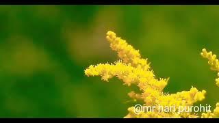 #fllower nature click beautiful video