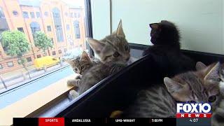 Man seeks help in rehoming more than 100 cats