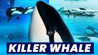 Why Orcas are MUCH Smarter than you think