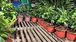 GL Mai Bonsai Góc Đẹp Chơi Tết Giá Rẻ Bao Ship ĐT 0918970606