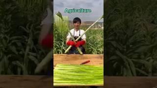 How do Mix farming of agriculture#agriculture#farming #agriculturefarming#irrigation #irrigationlife