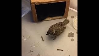 Rescue bird chick learns to feed itself