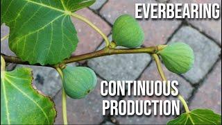 Everbearing Fig Trees: How to Make Fig Trees Produce MORE Fruit - CONTINUOUS PRODUCTION