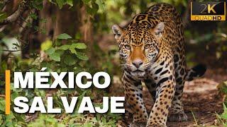 LA SELVA DE CHIAPAS | Vida Salvaje en México - Documental