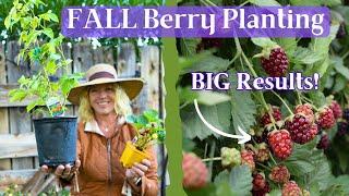 Plant Raspberries, Blackberries  & Strawberries in the Fall for High Production Next Season