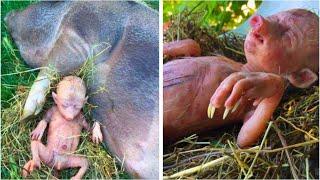 Farmer's Pig Gives Birth To Human Baby, He Takes A Closer Look And Starts Crying