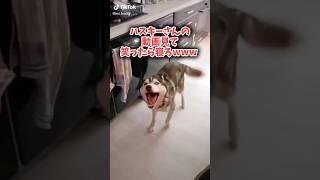 ハスキーさんの動画見て笑ったら寝ろwwwwwww