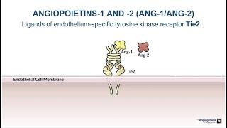 1. The ANG/TIE System - Role in Vascular Stabilization