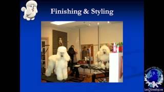 Pet Grooming Salon Design