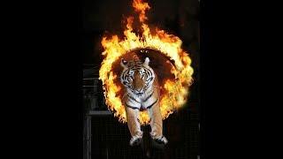 MaxBoy went to the circus. Sumatra. The Royal Tigers. Circus