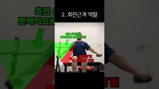 해부학으로 알아보는 어깨 운동 사이드레터럴레이즈 사레레 3가지 핵심 포인트