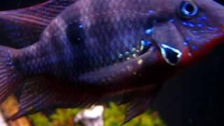 Firemouth Cichlid Close Up