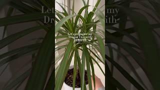 How To: Propagate a Dragon Tree (dracaena marginata) in perlite #plantcare #propagation #plantlover