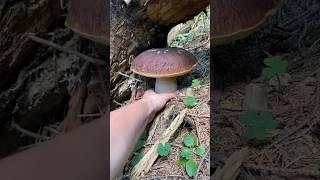 These are white mushrooms