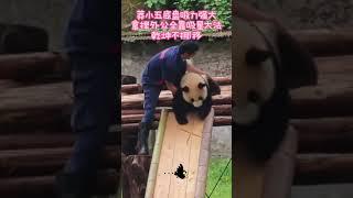 #国宝熊猫 莽小五拿捏外公还练瑜伽了，最后还押韵七律 #panda