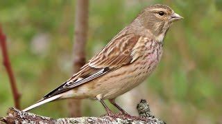 Linnet Bird Close Up in My Garden