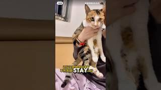 Overprotective Cat Sister Gets Adopted With Her Sister ️#catlover #catshorts #catvideos