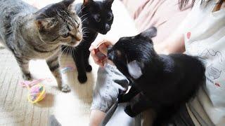 子猫にシャーするかはねねこ次第！