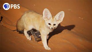 Discovering the Smallest Wild Dog in the Vast Sahara